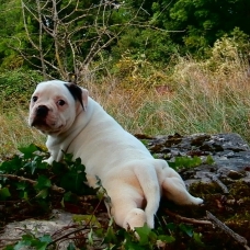 Image pour l'annonce Chiots bouledogue américain pédigrée NKC à réserver