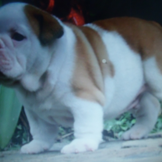 Image pour l'annonce Clary et Mini - chiots bouledogue anglais