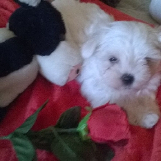 Image pour l'annonce Chiot type bichon maltais femelle non lof