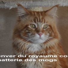 Image pour l'annonce Beau male maine coon LOOF disponible pour saillie