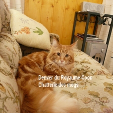 Image pour l'annonce Beau male maine coon LOOF disponible pour saillie