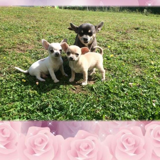 Image pour l'annonce Chiots chihuahua lof