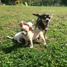 Image pour l'annonce Chiots chihuahua lof