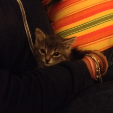 Image pour l'annonce Donne 2 chatons de 1 mois URGENT