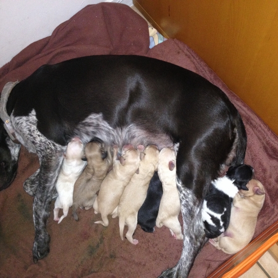 Image pour l'annonce Donne chiot type pointer croisé labrador