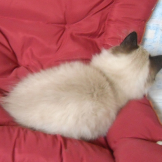 Image pour l'annonce 1 Chaton Sibérien - Neva Masquerade