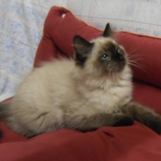 Image pour l'annonce 1 Chaton Sibérien - Neva Masquerade