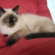 Image pour l'annonce 1 Chaton Sibérien - Neva Masquerade