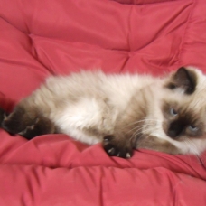 Image pour l'annonce 1 Chaton Sibérien - Neva Masquerade