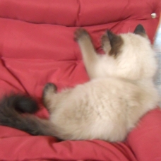 Image pour l'annonce 1 Chaton Sibérien - Neva Masquerade