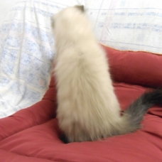 Image pour l'annonce 1 Chaton Sibérien - Neva Masquerade