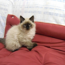 Image pour l'annonce 1 Chaton Sibérien - Neva Masquerade