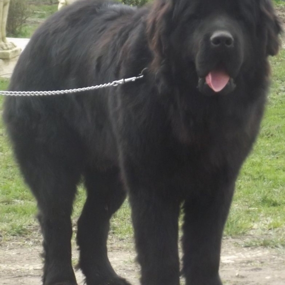 Image pour l'annonce CHIOTS TERRE NEUVE LOF