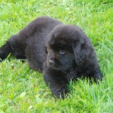 Image pour l'annonce CHIOTS TERRE NEUVE LOF
