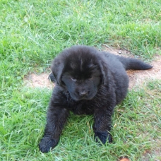 Image pour l'annonce CHIOTS TERRE NEUVE LOF