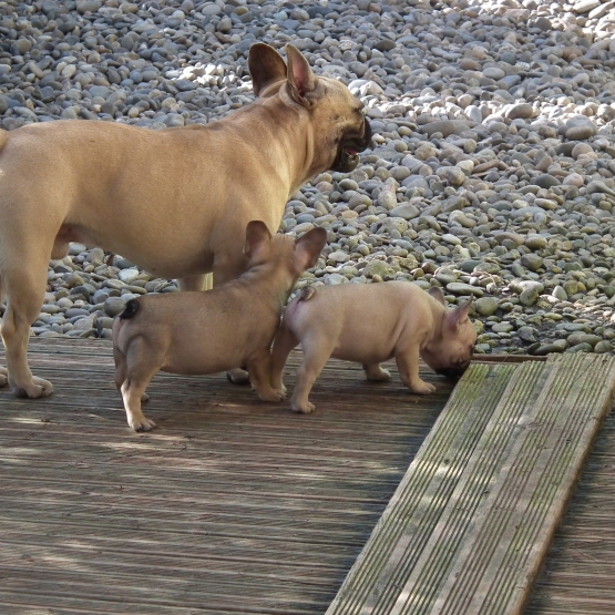 Image pour l'annonce vend chiots bouledogue francais LOF