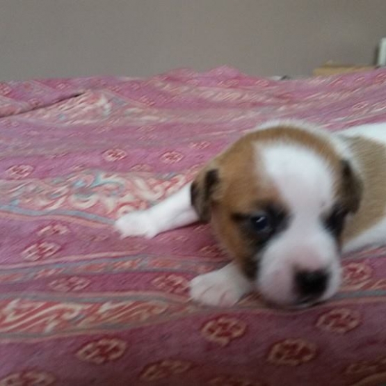 Image pour l'annonce jack russel