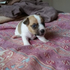 Image pour l'annonce jack russel