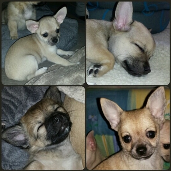 Image pour l'annonce Chiots de race Chihuahua LOF