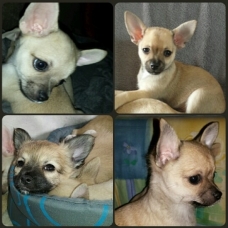 Image pour l'annonce Chiots de race Chihuahua LOF