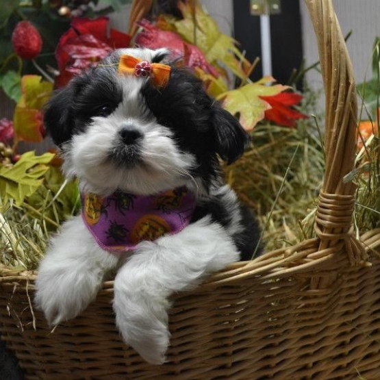 Image pour l'annonce Femelle Chiot Shih-Tzu croisé Caniche