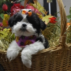 Image pour l'annonce Femelle Chiot Shih-Tzu croisé Caniche