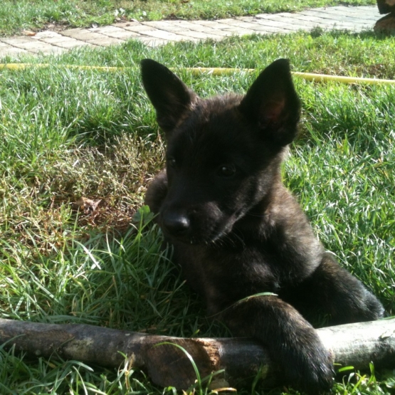 Image pour l'annonce Chiots Berger Hollandais LOF de 2 mois