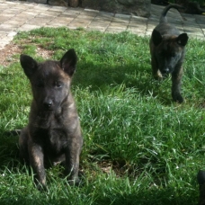 Image pour l'annonce Chiots Berger Hollandais LOF de 2 mois