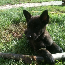 Image pour l'annonce Chiots Berger Hollandais LOF de 2 mois