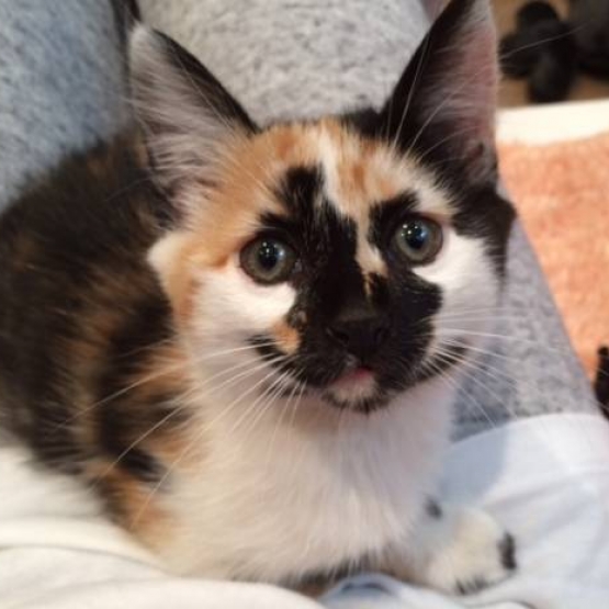 Image pour l'annonce chaton a donner de type EUROPEEN