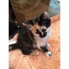 Image pour l'annonce chaton a donner de type EUROPEEN