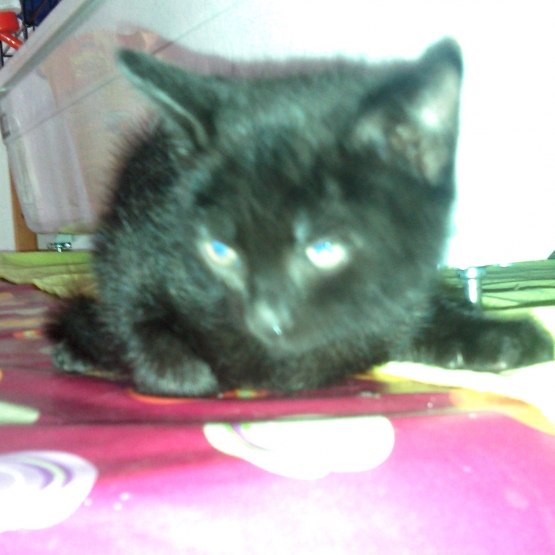 Image pour l'annonce chaton