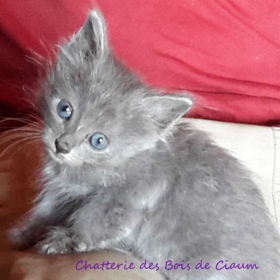 Image pour l'annonce Chaton BLEU RUSSE