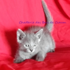 Image pour l'annonce Chaton BLEU RUSSE