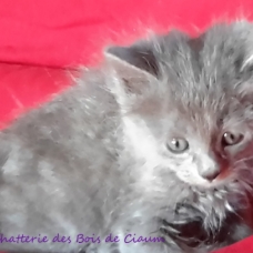 Image pour l'annonce Chaton BLEU RUSSE