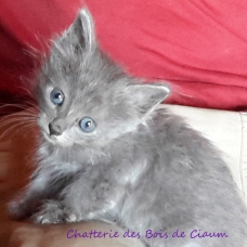 Image pour l'annonce Chaton BLEU RUSSE