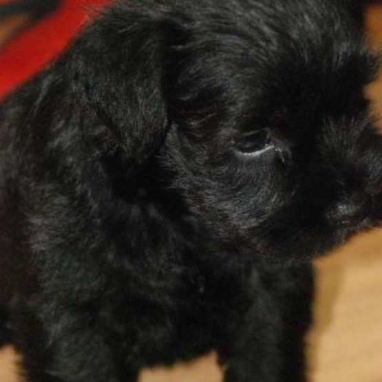 Image pour l'annonce Chiot Shih-Tzu croisé Caniche de 3 mois
