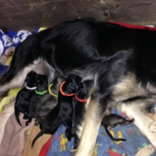 Image pour l'annonce Chiots à donner contre bon soin