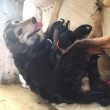 Image pour l'annonce Chiots à donner contre bon soin