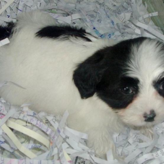 Image pour l'annonce Chiot Shih-Tzu Croisé Bichon Femelle