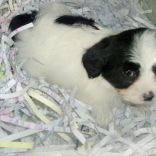Image pour l'annonce Chiot Shih-Tzu Croisé Bichon Femelle