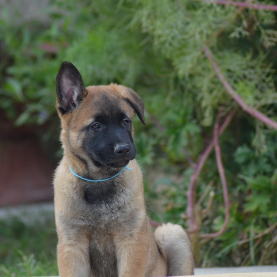 Image pour l'annonce malinois Loft