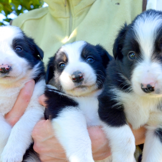 Image pour l'annonce A réserver chiots type border collie