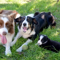 Image pour l'annonce A réserver chiots type border collie
