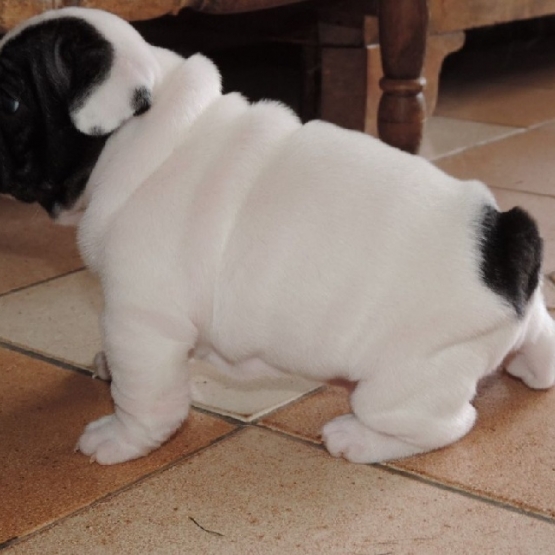 Image pour l'annonce vends chiots Bulldogue Français