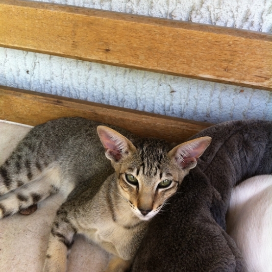 Image pour l'annonce Chaton Oriental sevré - Blue spotted tabby - Loof