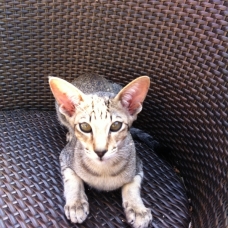 Image pour l'annonce Chaton Oriental sevré - Blue spotted tabby - Loof