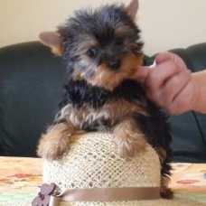 Image pour l'annonce Superbe Chiot York