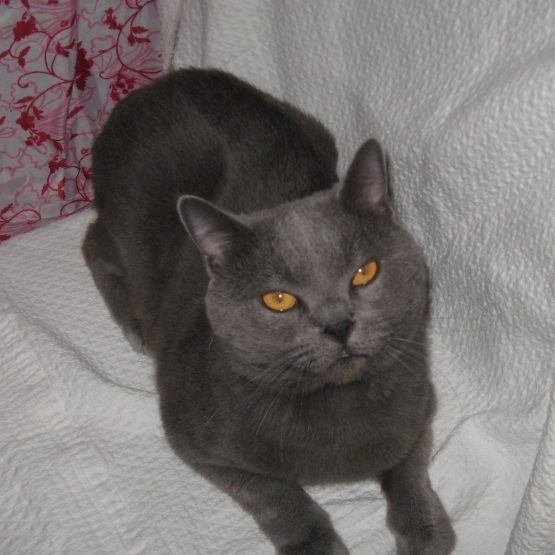 Image pour l'annonce A adopter Superbe Chartreux adulte  LOOF