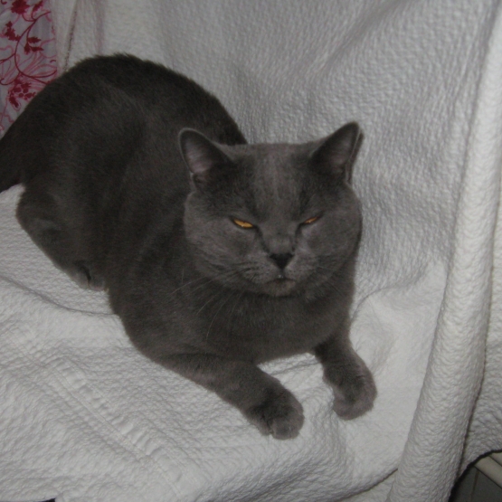 Image pour l'annonce A adopter Superbe Chartreux adulte  LOOF
